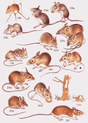 Мышь домовая и мышь полевая читать онлайн